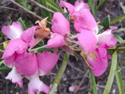 Podalyria calyptrata definitely eaten, maybe pollinated
